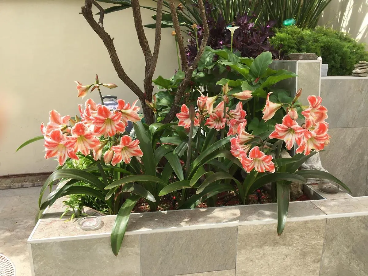 Apartamento Bizcocheros Con Piscina Y Jardin Privado Jerez de la Frontera Appartement